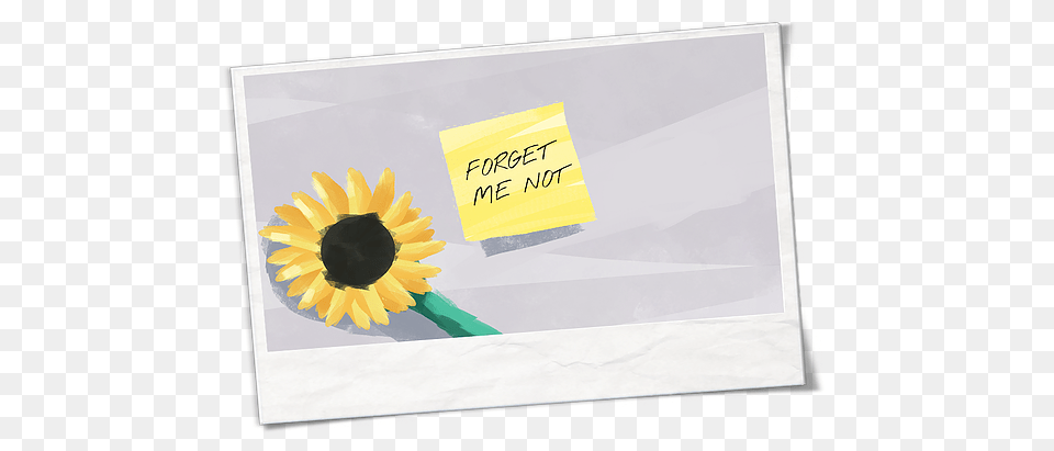 Forget Me Not Sunflower, Flower, Plant, Daisy, Envelope Free Png Download