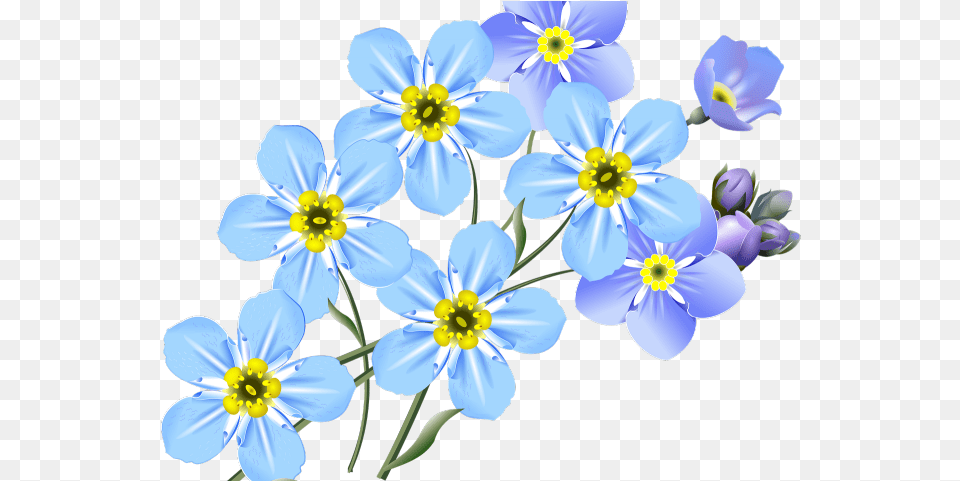 Forget Me Nots Clipart Flower Forget Me Not Drawing, Anemone, Flax, Anther, Plant Png