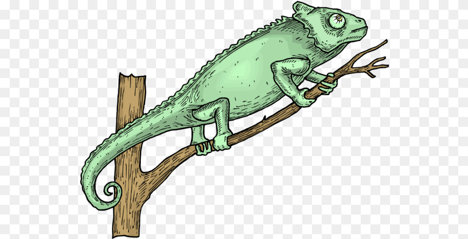 Forgetmenot Cameleons Lizard, Animal, Reptile, Iguana, Gecko Free Png Download