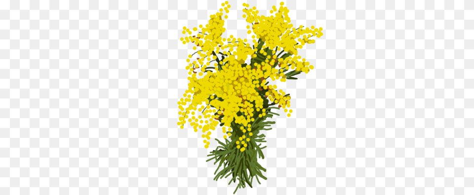 Forgetmenot Flowers, Flower, Plant, Mimosa Png Image