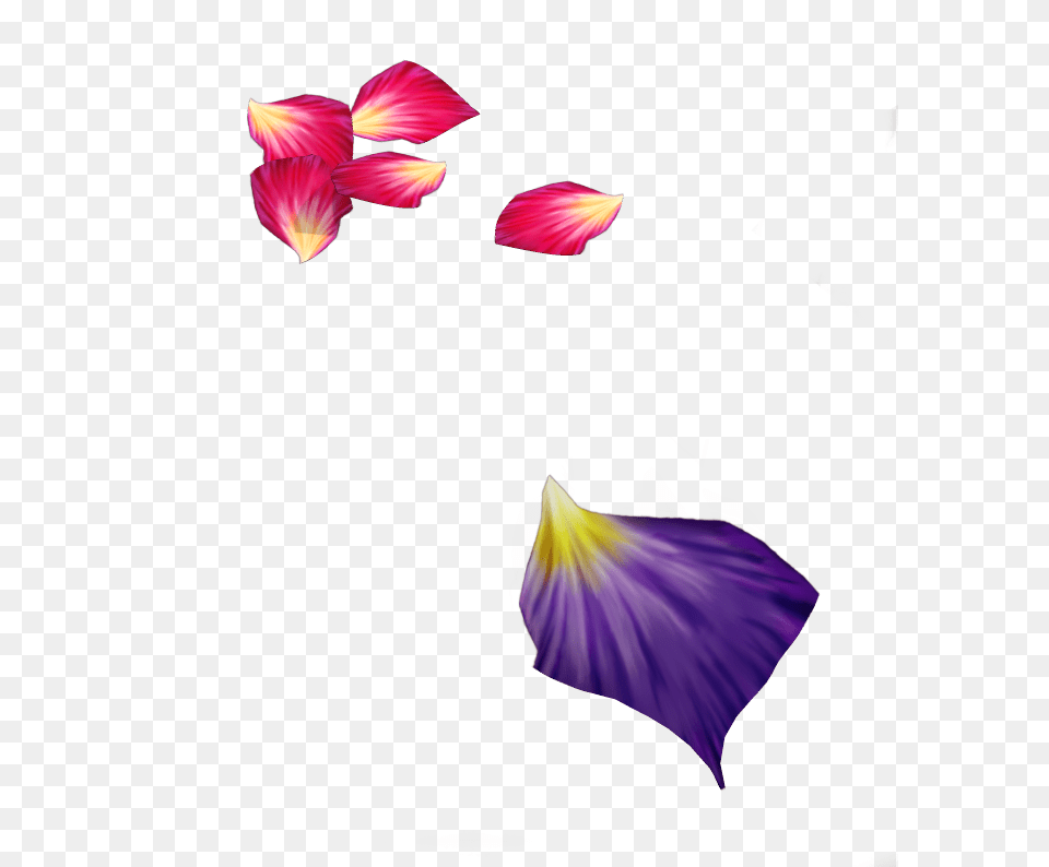 Forgetmenot Multicolored Flower Petals, Petal, Plant, Flower Arrangement, Purple Free Png Download