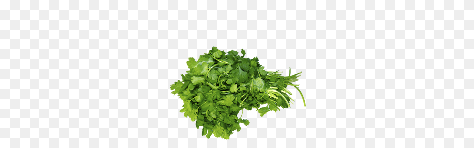 Forgetmenot Parsley, Herbs, Plant, Cilantro, Food Free Transparent Png