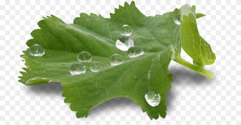 Forgetmenot Plants Chain Pocket Bike, Droplet, Leaf, Plant Free Transparent Png