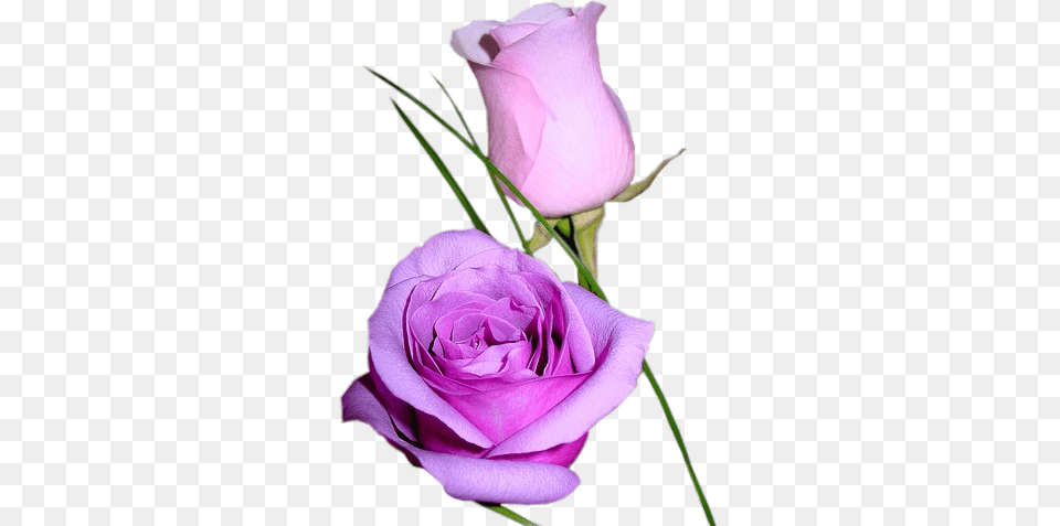 Forgetmenot Purple Roses, Flower, Plant, Rose, Petal Free Png Download