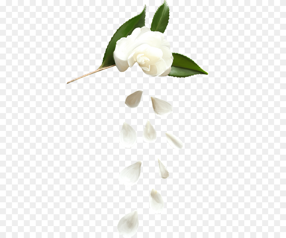 Forgetmenot White Flower Petals, Leaf, Plant, Petal, Rose Png