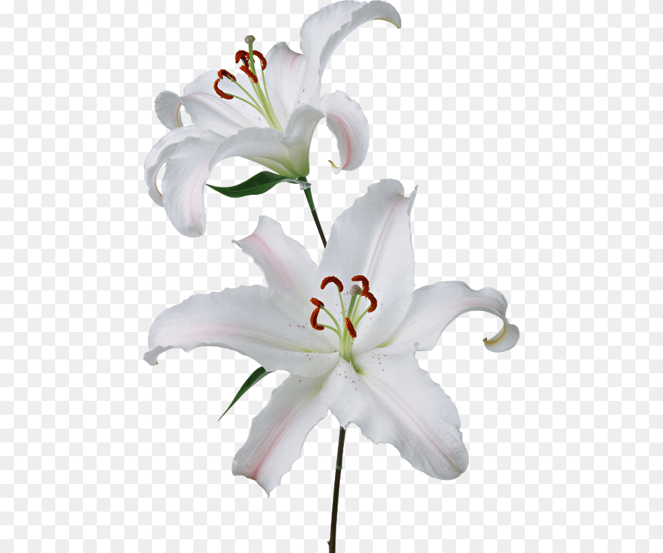 Forgetmenot White Lilies, Flower, Plant, Anther, Pollen Free Transparent Png