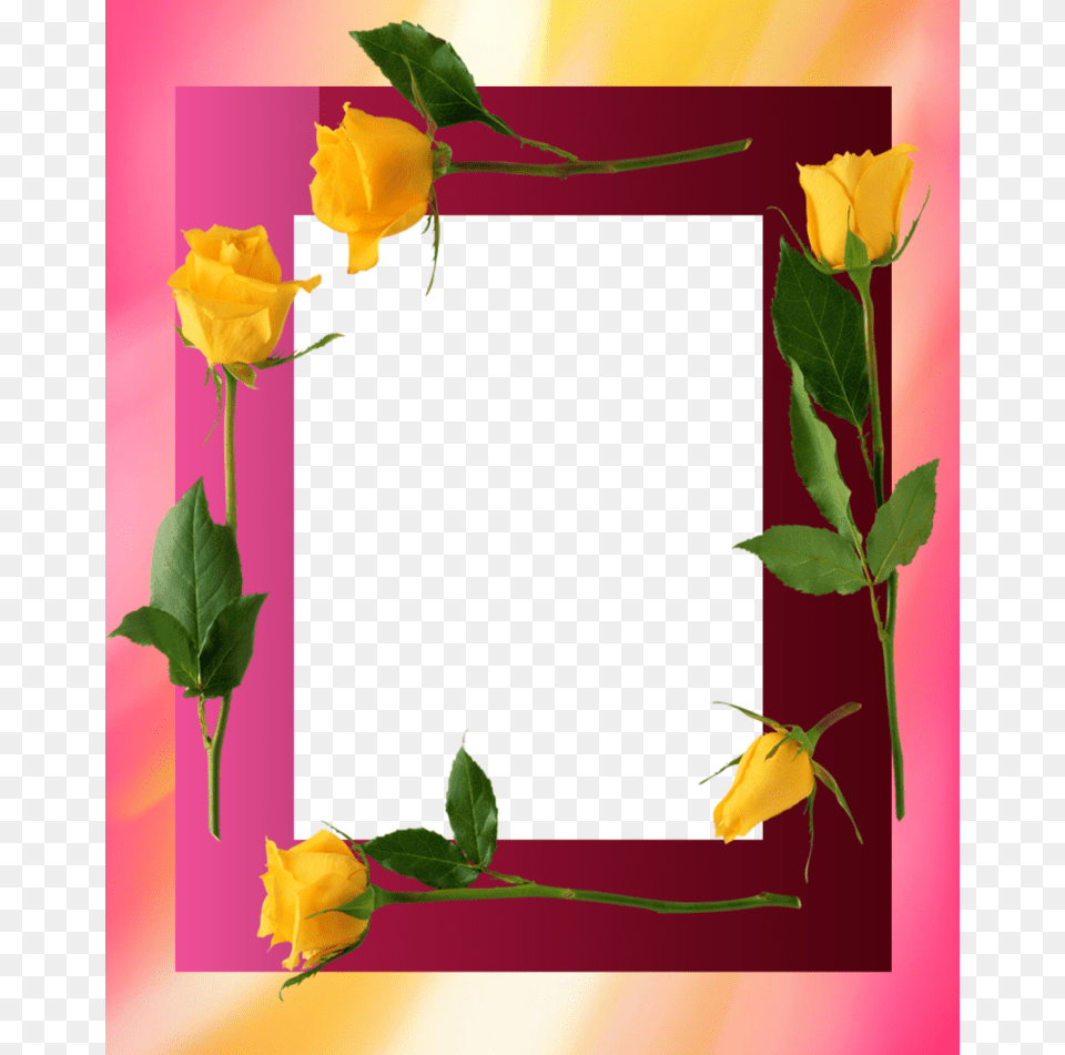 Forgetmenot Yellow Roses Frames, Flower, Plant, Rose, Leaf Png Image