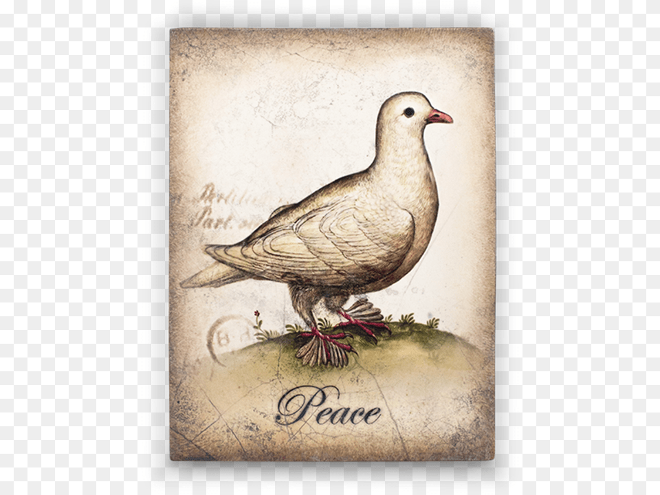 Forgot Password Sid Dickens Peace, Animal, Bird, Pigeon, Dove Png