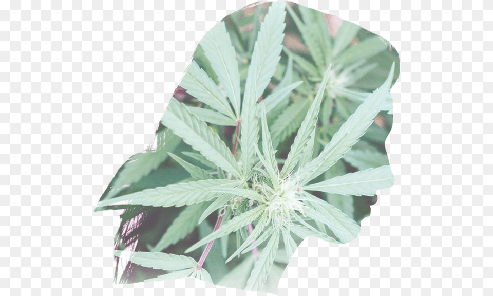 Foria Head Aphrodite Group, Leaf, Plant, Hemp, Weed Free Transparent Png