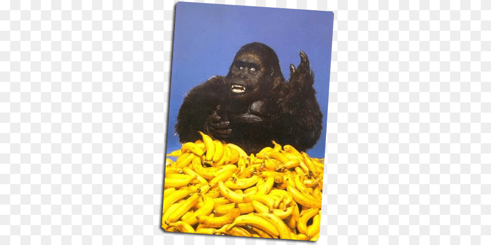 Form Gorilla Eating Banana Funny, Animal, Produce, Plant, Mammal Png Image
