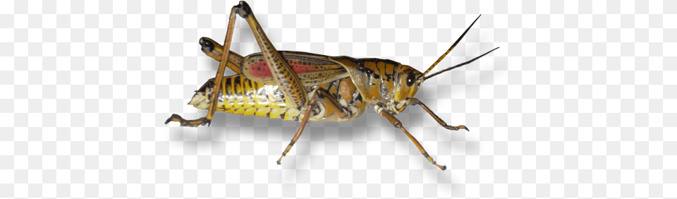 Form Of A Grasshopper Can We Appreciate Brown Grasshopper, Animal, Insect, Invertebrate, Cricket Insect Png