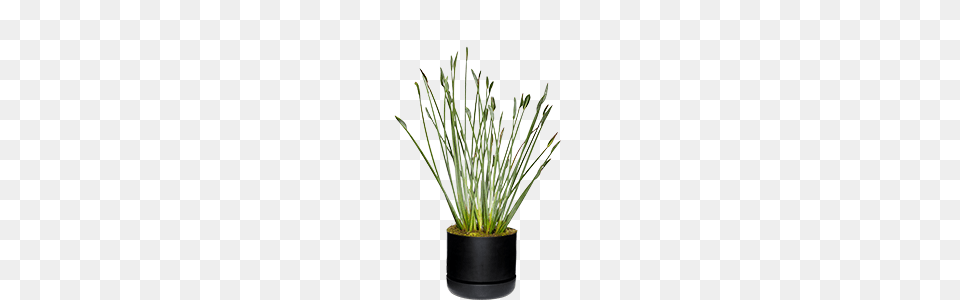 Formal Luxe, Grass, Plant, Potted Plant, Jar Free Png