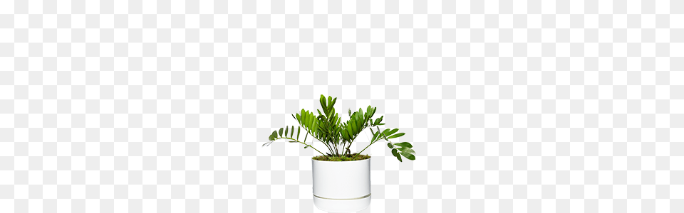 Formal Luxe, Jar, Leaf, Plant, Planter Free Png Download