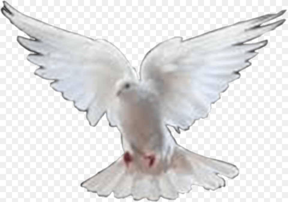 Format Birds Hd, Animal, Bird, Dove, Pigeon Png