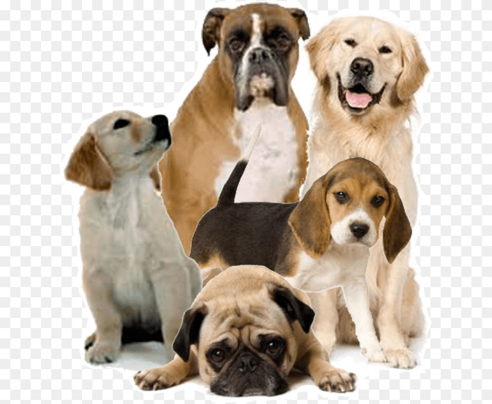 Format Dog, Animal, Canine, Mammal, Pet Free Transparent Png