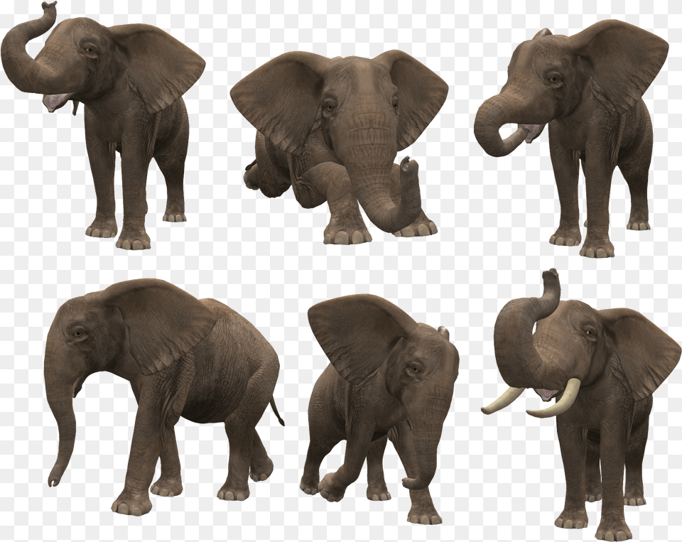 Format Elephant, Animal, Mammal, Wildlife Free Png Download