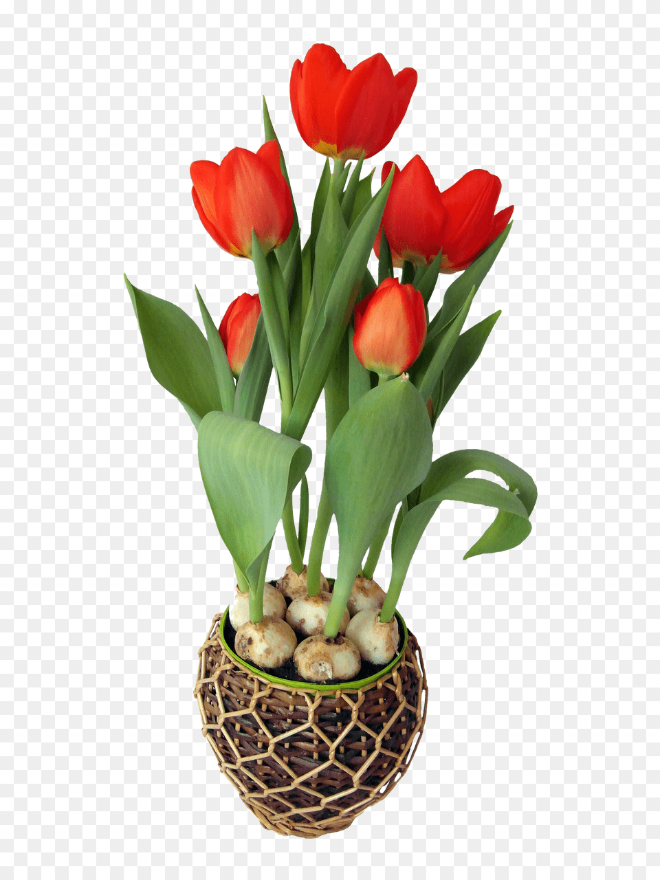 Format Flower Pot Clipart Format Flower Pot, Flower Arrangement, Flower Bouquet, Plant, Tulip Png Image