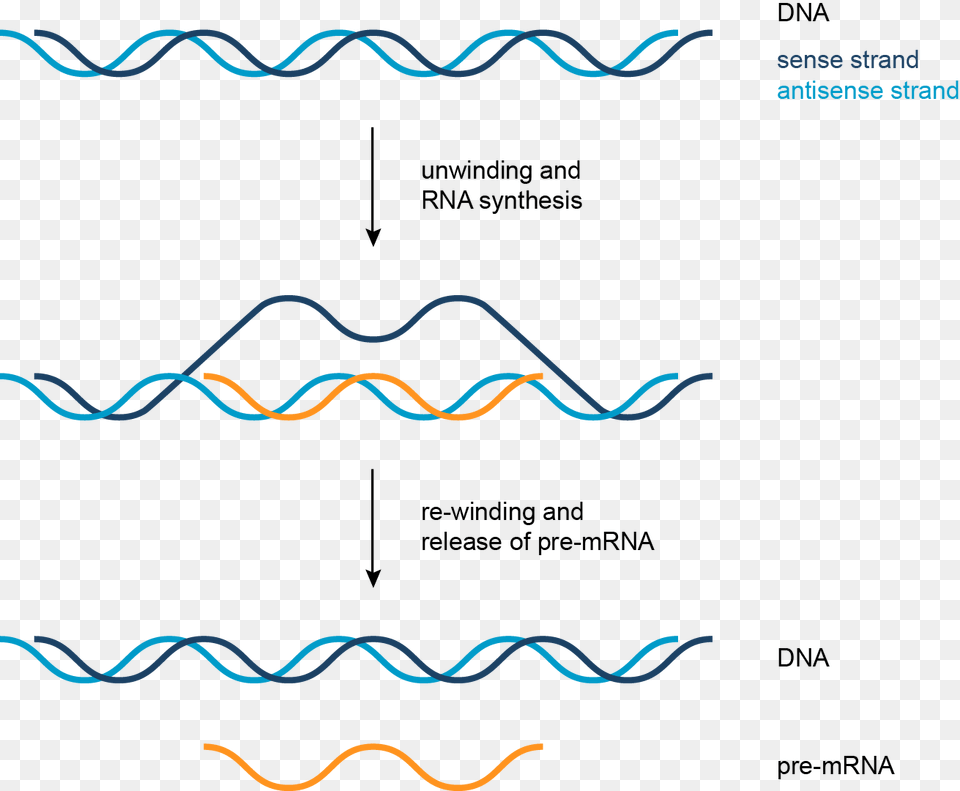 Formation Of Pre Messenger Rna, Outdoors, Nature Png