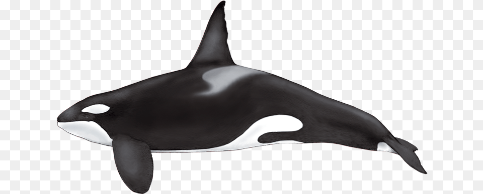 Formerly Known As Killer Whale It Is The Largest Member Cetaceos, Animal, Sea Life, Mammal, Orca Free Transparent Png