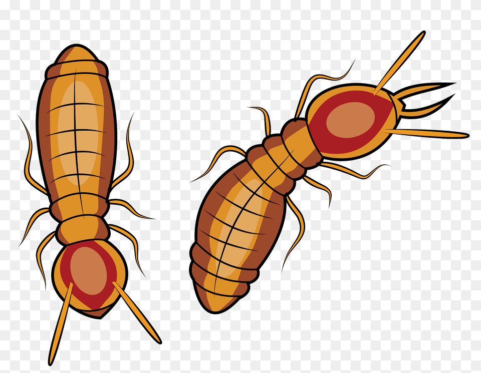 Formosan Subterranean Termites Clipart, Animal, Insect, Invertebrate, Termite Png Image