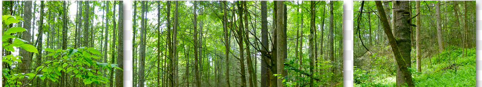 Forrest, Woodland, Vegetation, Tree, Rainforest Free Transparent Png