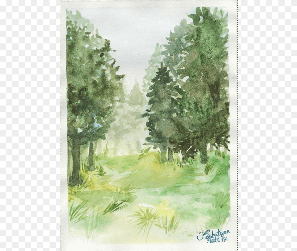 Forrest Drawing Watercolor Graphic Watercolor Painting, Art, Vegetation, Tree, Plant Png