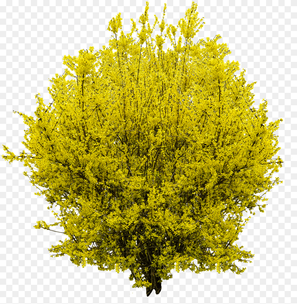 Forsythia, Plant, Vegetation, Bush, Pollen Png Image