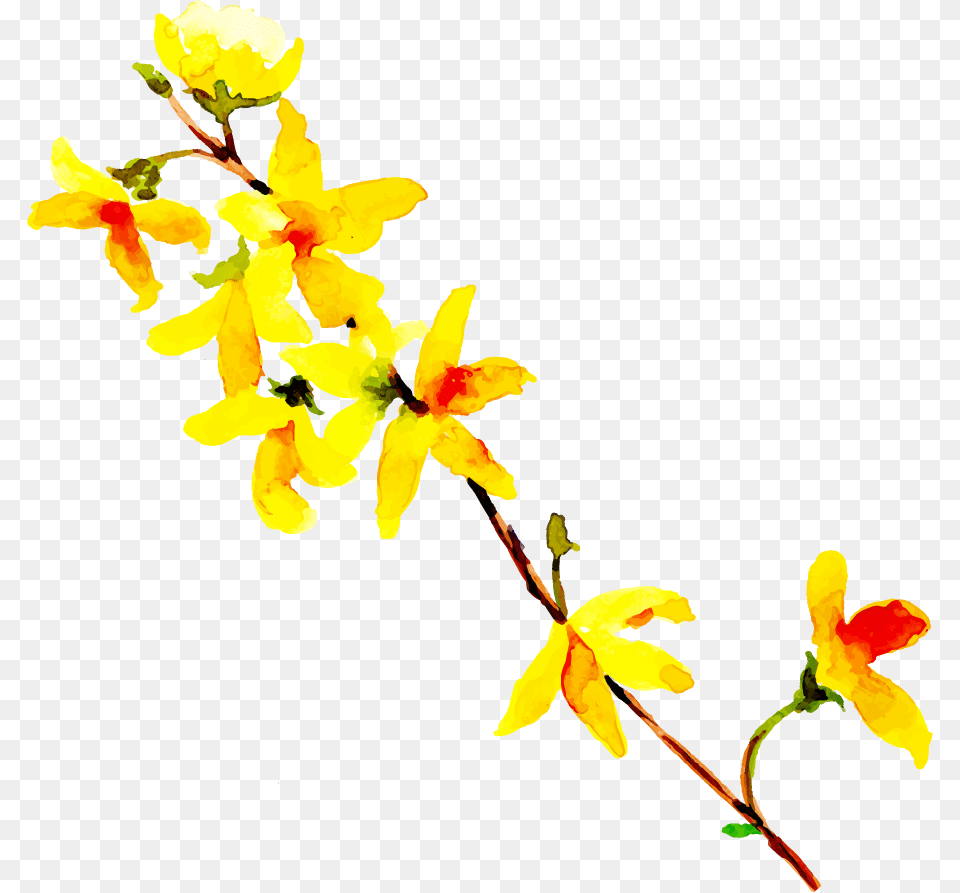 Forsythia, Flower, Petal, Plant, Leaf Free Png Download