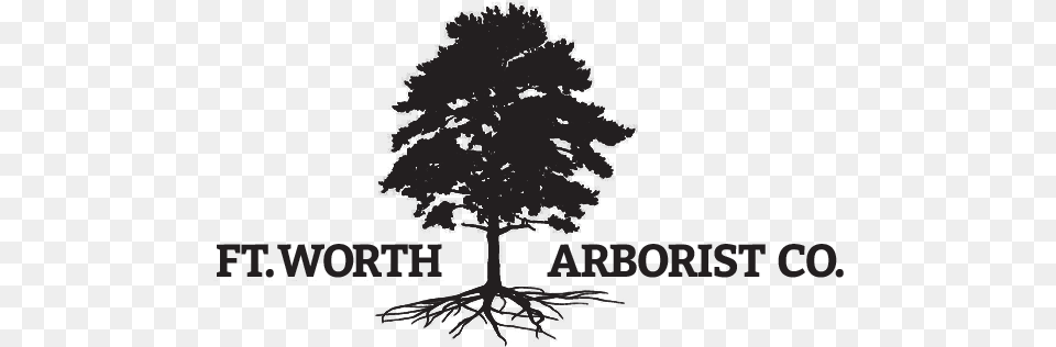 Fort Worth39s Premier Tree Health Care And Arboriculture Tree, Plant Free Transparent Png