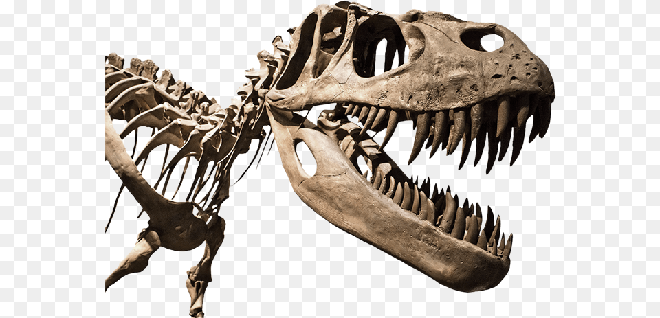 Fossilie 01 Flach Types Of Different Dinosaur, Animal, Reptile, Person, T-rex Png Image