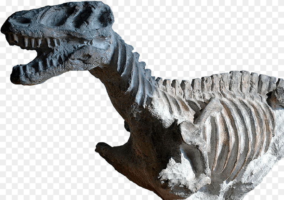 Fossilised T Rex Tyrannosaurus, Animal, Dinosaur, Reptile Free Png