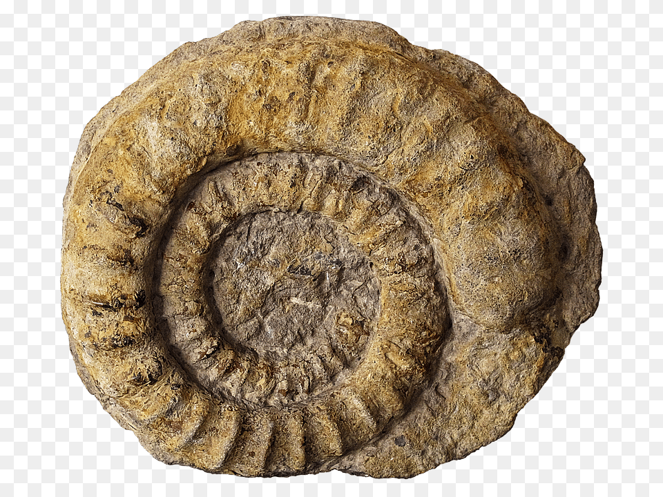 Fossils Fossil, Bread, Food Free Png Download