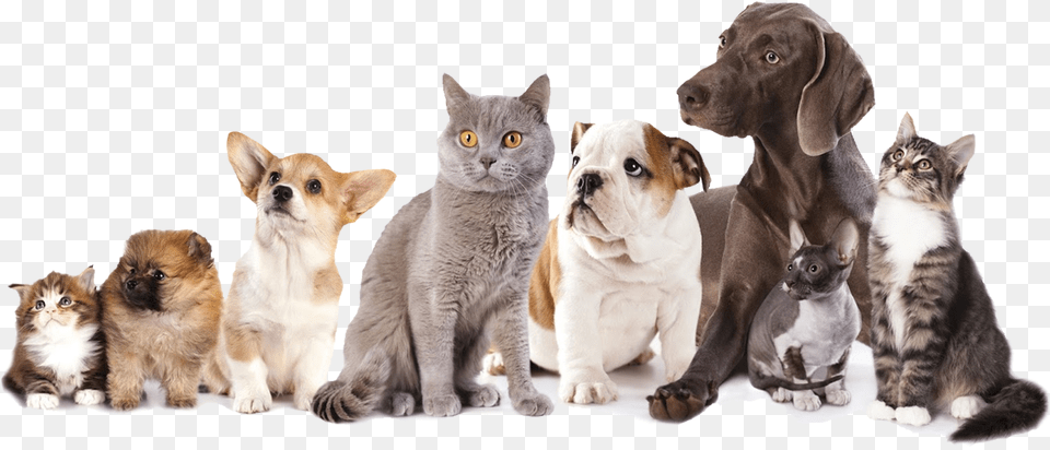 Foster Cats And Dogs, Animal, Canine, Dog, Mammal Png Image