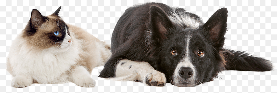 Fostering Production Animals, Animal, Canine, Dog, Mammal Png Image