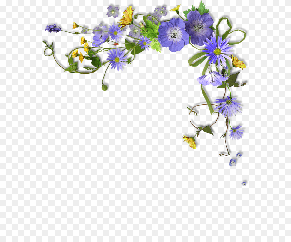 Fotki, Anemone, Daisy, Flower, Flower Arrangement Free Transparent Png