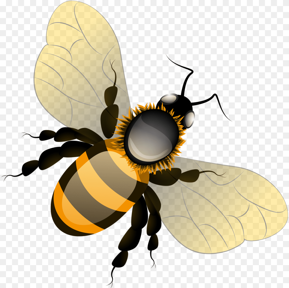 Fotki Bee Clipart Bees Clip Art Illustrations Transparent Background Cute Cartoon Bee, Animal, Apidae, Bumblebee, Honey Bee Png