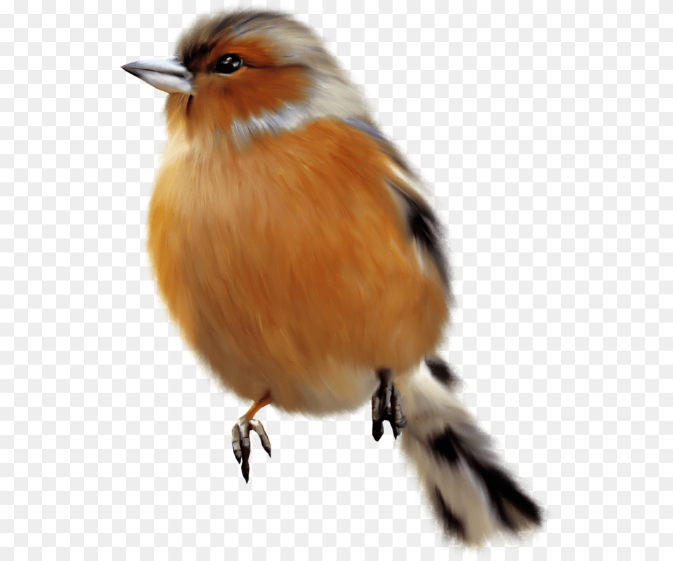 Fotki Bird Clipart Cute Clipart Bird Crafts Magic Chapu De Para Passarinhos, Animal, Finch, Jay, Beak Free Png