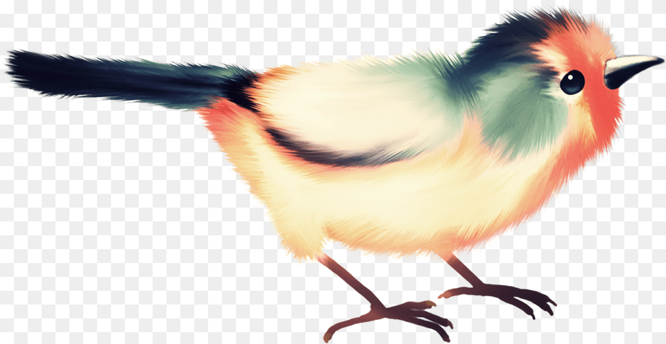 Fotki Birds Bird Watching Album Cute Clip Art Cockatiel, Animal, Beak, Finch, Jay Free Png Download