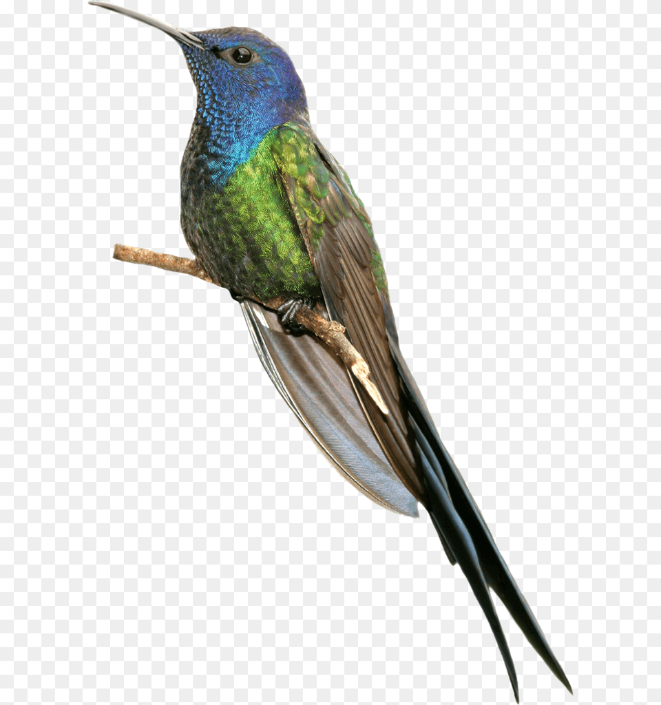 Fotki Colibri Aves Aves De Jardines Secretos Bird, Animal, Hummingbird Png
