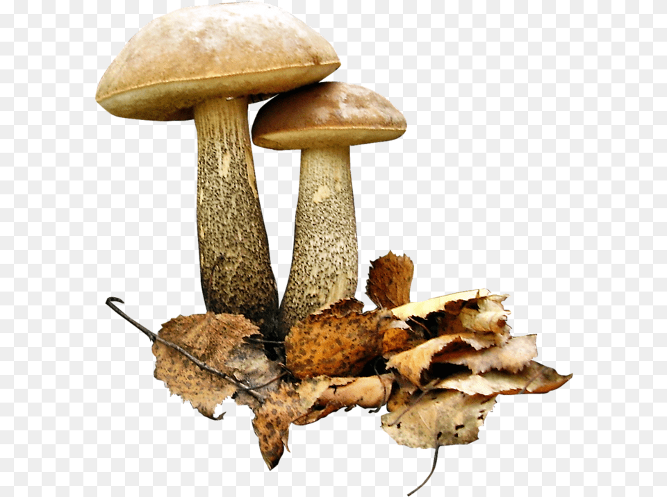 Fotki Edible Wild Mushrooms Growing Mushrooms Stuffed Gribi Na Prozrachnom Fone, Fungus, Plant, Agaric, Amanita Free Transparent Png