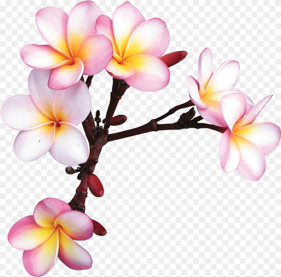 Fotki Exotic Flowers Tropical Flowers Colorful Flowers Frangipani Drawing Transparent, Flower, Geranium, Petal, Plant Png