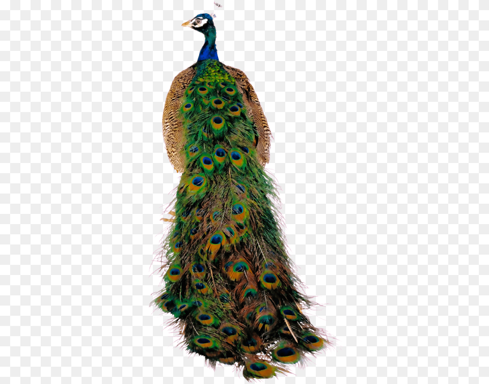 Fotki Peacock Theme Peacock Art Birds Image Peacocks Peafowl, Animal, Bird Png