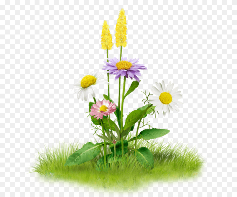 Fotki Planting Flowers Flowers Garden Garden Grass Nature, Daisy, Flower, Plant, Petal Png