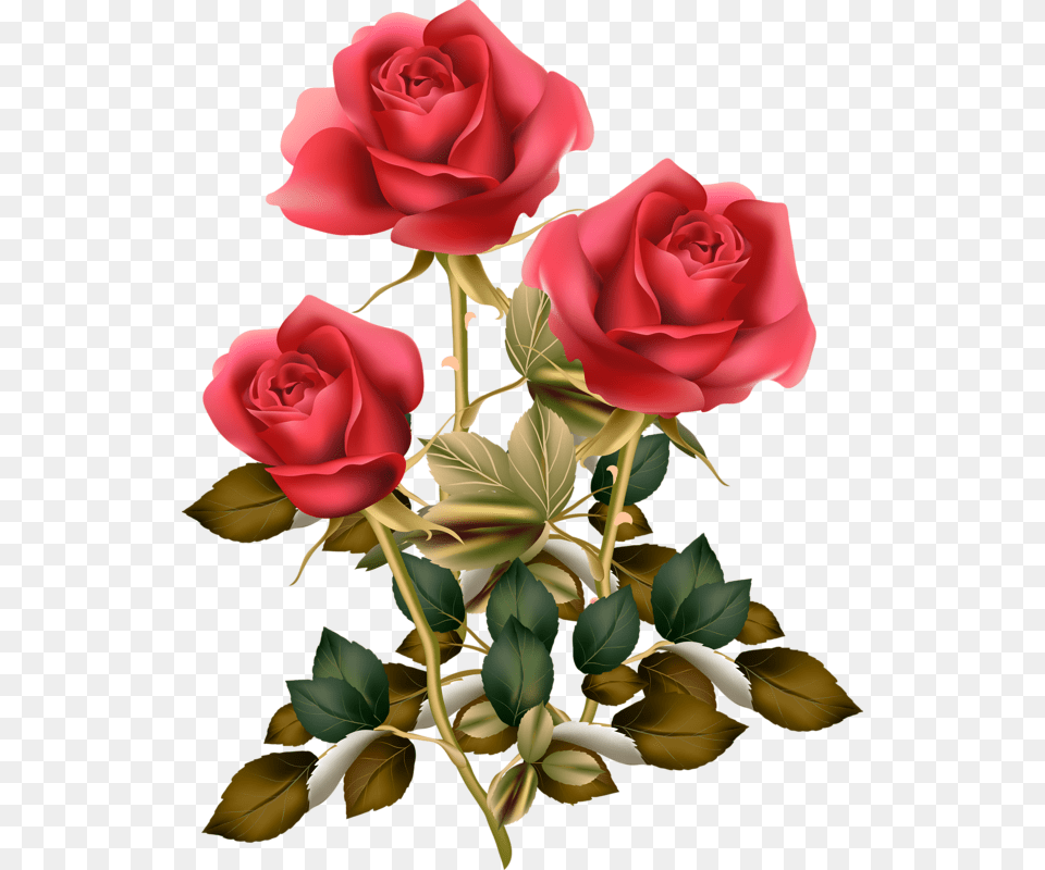 Fotki Red Rose Red Roses Rose Clipart Vintage Red Roses, Flower, Plant Free Transparent Png