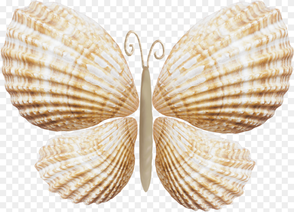 Fotki Seashell Ornaments Seashell Art Seashell Crafts Star Trek Romulan Empire Crest, Animal, Clam, Food, Invertebrate Free Png Download
