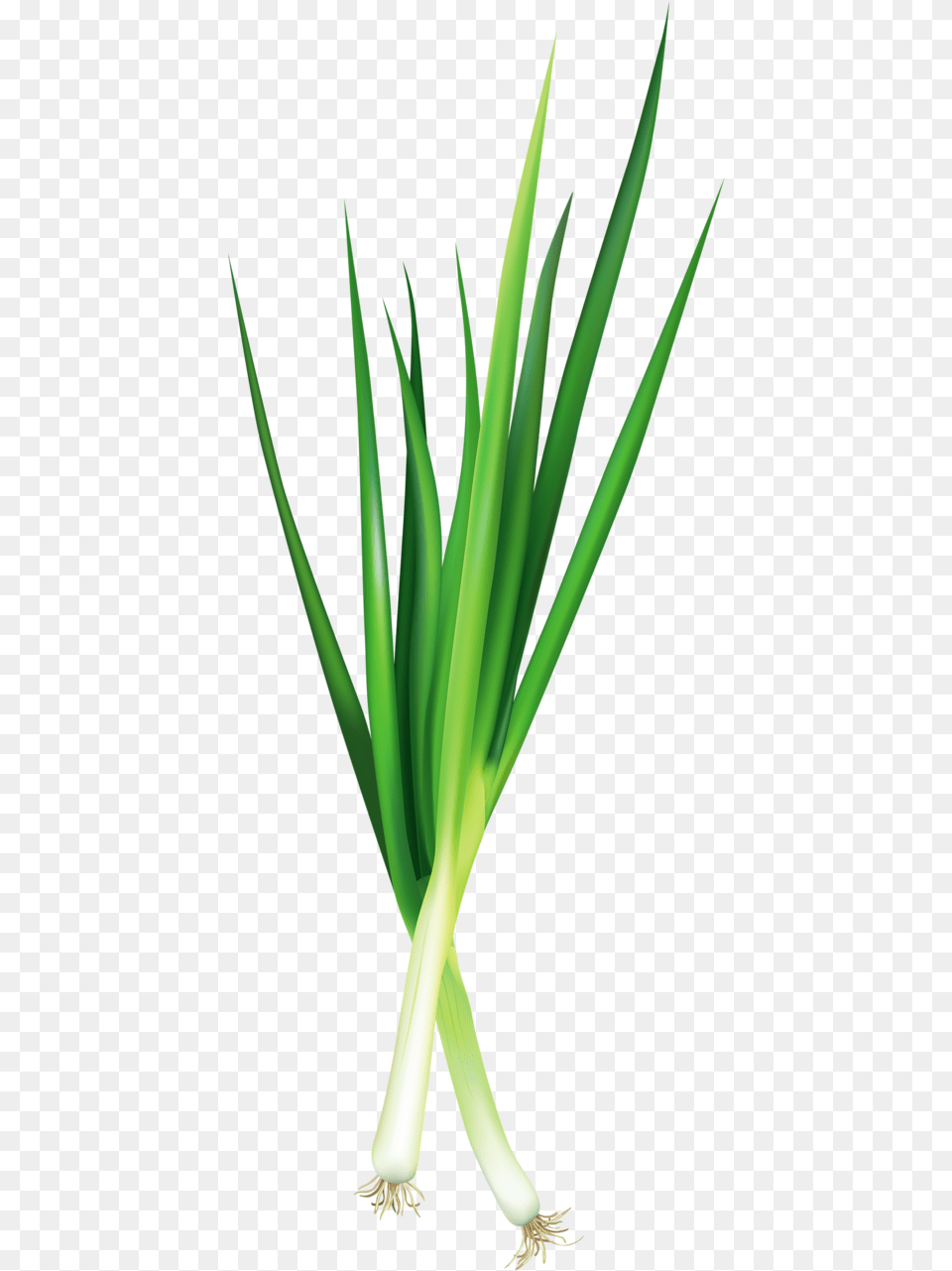 Fotki Vegetable Pictures Food Stickers Green Onions Green Onion, Plant, Produce, Leek Free Png