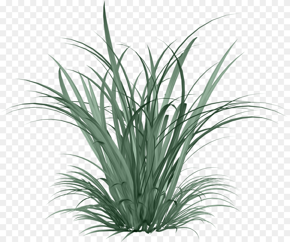 Foto Avtor Arana Na Yandeks Citronella, Plant, Grass, Agavaceae, Potted Plant Free Png Download