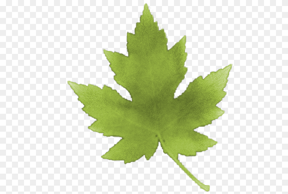 Foto Avtor Damahona Na Yandeks Photography, Leaf, Plant, Tree, Maple Leaf Free Png Download