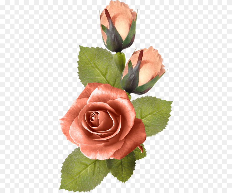 Foto Avtor K Flores Desenho, Flower, Plant, Rose Png