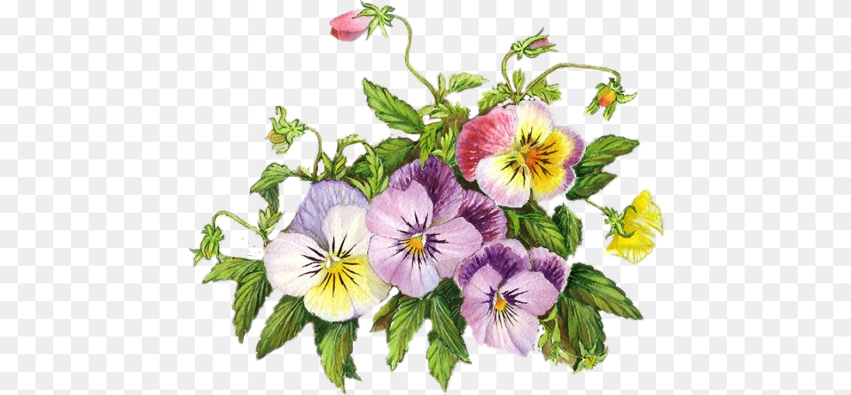 Foto Avtor Ladylony Na Yandeks Flower, Plant, Pansy Free Transparent Png